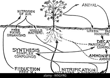 Image d'archive à partir de la page 426 de la nature et les propriétés de Banque D'Images