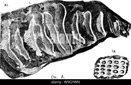 Image d'archive à partir de la page 430 d'un dictionnaire des fossiles Banque D'Images