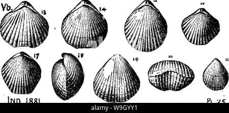 Image d'archive à partir de la page 431 d'un dictionnaire des fossiles Banque D'Images