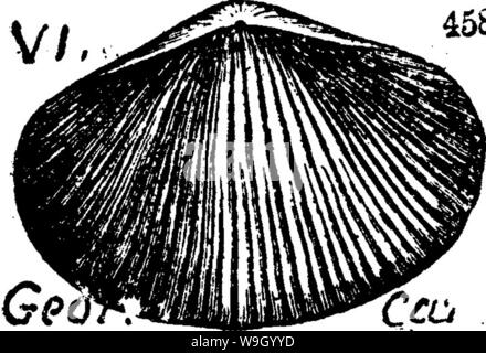 Image d'archive à partir de la page 432 d'un dictionnaire des fossiles Banque D'Images