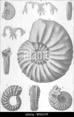 Image d'archive à partir de la page 431 de l'Gasteropoda et des céphalopodes de l' Banque D'Images