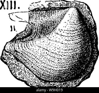 Image d'archive à partir de la page 433 d'un dictionnaire des fossiles Banque D'Images