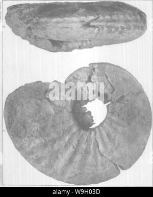 Image d'archive à partir de la page 434 de Gasteropoda et des céphalopodes de l'