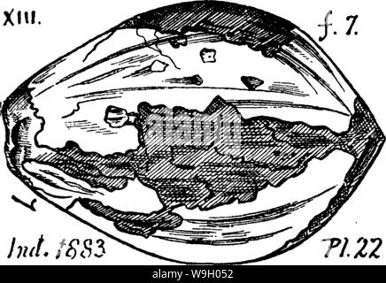 Image d'archive à partir de la page 436 d'un dictionnaire des fossiles Banque D'Images