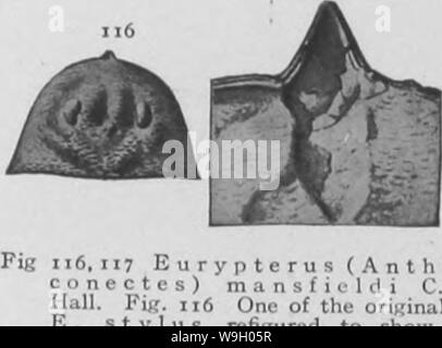 Image d'archive à partir de la page 435 de l'Eurypterida de New York Banque D'Images