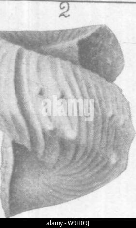 Image d'archive à partir de la page 440 du Gasteropoda et des céphalopodes de l'