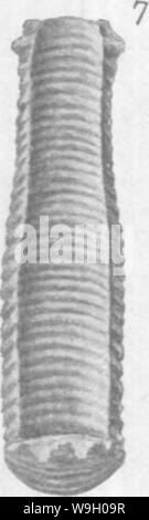 Image d'archive à partir de la page 440 du Gasteropoda et des céphalopodes de l'