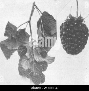 Image d'archive à partir de la page 440 de l'encyclopédie de l'horticulture ; Image d'archive à partir de la page 440 de l'encyclopédie de l'horticulture ;