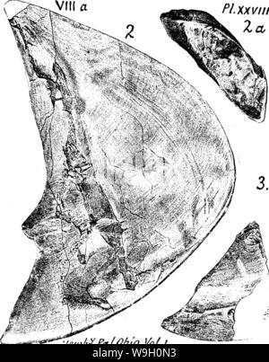 Image d'archive à partir de la page 448 d'un dictionnaire des fossiles Banque D'Images