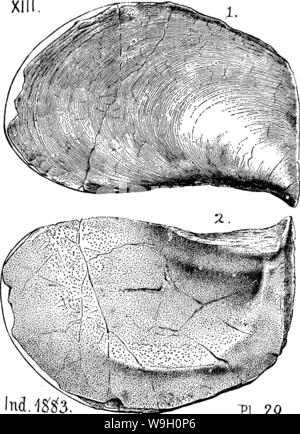 Image d'archive à partir de la page 448 d'un dictionnaire des fossiles Banque D'Images