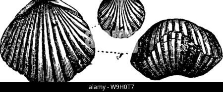 Image d'archive à partir de la page 450 d'un dictionnaire des fossiles Banque D'Images