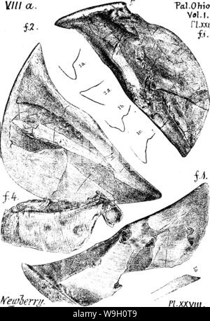 Image d'archive à partir de la page 449 d'un dictionnaire des fossiles