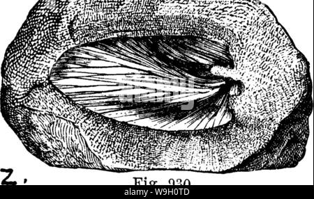 Image d'archive à partir de la page 450 d'un dictionnaire des fossiles Banque D'Images