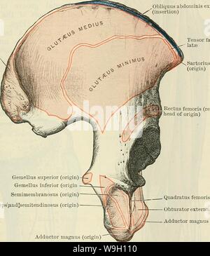 Image d'archive à partir de la page 452 de Cunningham's Text-book d'anatomie (1914) Banque D'Images