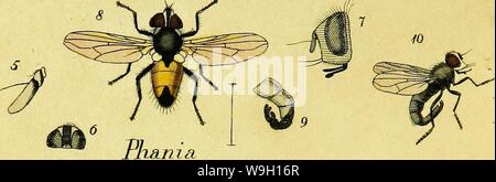 Image d'archive à partir de la page 457 de Systematische Beschreibung der europäischen bekannten. Systematische Beschreibung der europäischen zweiflügeligen CUbiodiversity bekannten Insekten1125517-9536 Année : 1818 ( tianici Banque D'Images