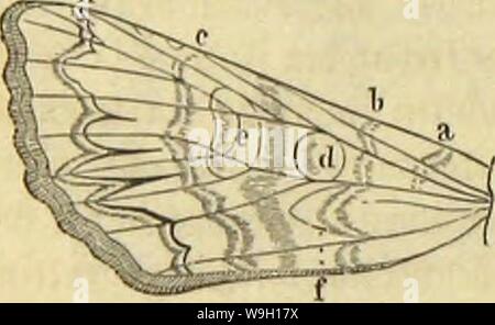 Image d'archive à partir de la page 457 de Die Insekten und Spinnen, Tausendfüssler Banque D'Images