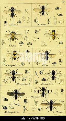 Image d'archive à partir de la page 457 de Systematische Beschreibung der europäischen bekannten. Systematische Beschreibung der europäischen zweiflügeligen CUbiodiversity bekannten Insekten1125517-9539 Année : 1818 ( Banque D'Images