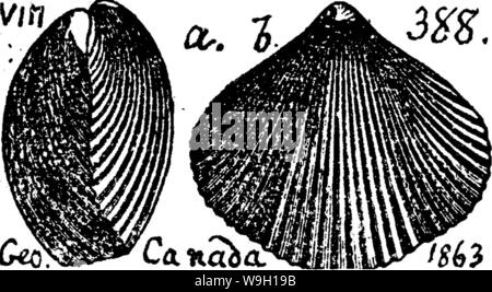 Image d'archive à partir de la page 460 d'un dictionnaire des fossiles Banque D'Images