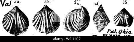 Image d'archive à partir de la page 462 d'un dictionnaire des fossiles Banque D'Images