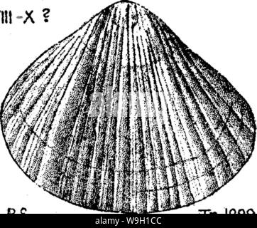 Image d'archive à partir de la page 460 d'un dictionnaire des fossiles Banque D'Images