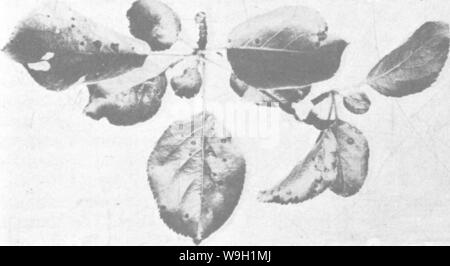 Image d'archive à partir de la page 468 de l'encyclopédie de l'horticulture ; Banque D'Images