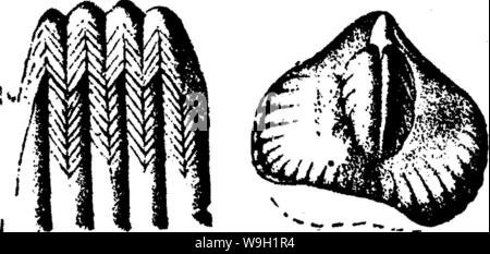 Image d'archive à partir de la page 470 d'un dictionnaire des fossiles Banque D'Images