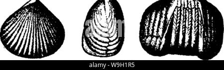Image d'archive à partir de la page 470 d'un dictionnaire des fossiles Banque D'Images