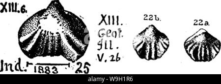 Image d'archive à partir de la page 470 d'un dictionnaire des fossiles Banque D'Images