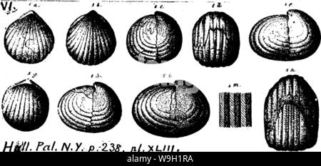 Image d'archive à partir de la page 471 d'un dictionnaire des fossiles Banque D'Images