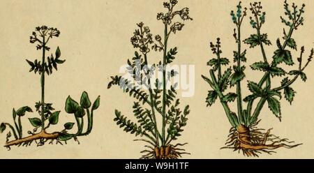 Image d'archive à partir de la page 470 du médecin anglais de Culpepper ; et Banque D'Images