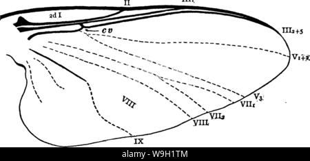Image d'archive à partir de la page 470 d'un manuel pour l'étude Banque D'Images