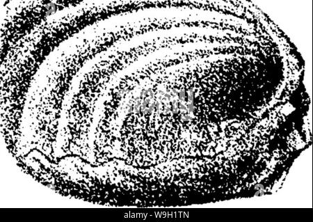 Image d'archive à partir de la page 470 d'un dictionnaire des fossiles Banque D'Images