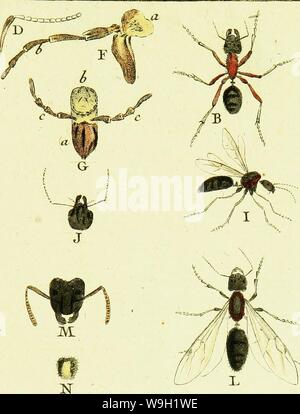 Image d'archive à partir de la page 472 de l'Histoire naturelle des fourmis, et Banque D'Images