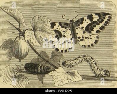 Image d'archive à partir de la page 476 de Die Insekten und Spinnen, Tausendfüssler Banque D'Images