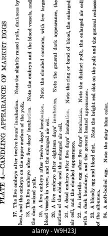 Image d'archive à partir de la page 478 de la bactériologie et mycologie d'aliments Banque D'Images