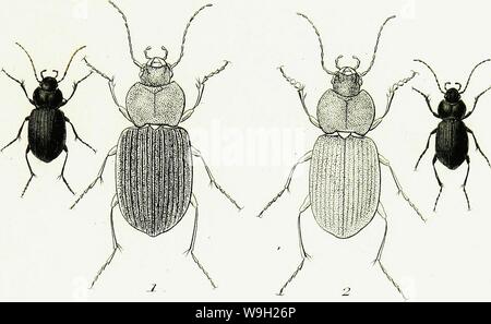 Image d'archive à partir de la page 480 de l'iconographie et histoire naturelle des. Iconographie et histoire naturelle des coléoptères d'Europe ; CUbiodiversity1128626-9560 Année : 1829 ( à/u . l' . /Y a un mensonge mus Banque D'Images