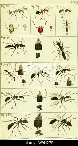 Image d'archive à partir de la page 484 de son Histoire naturelle des fourmis, et Histoire naturelle des fourmis, et recueil de mémoires et d'observations sur les abeilles, les araignées, les faucheurs, et autres insectes CUbiodiversity1127331 Année : 1802 ( fîzieuvre Seufy&gt ;- Oudûiotdel- Banque D'Images