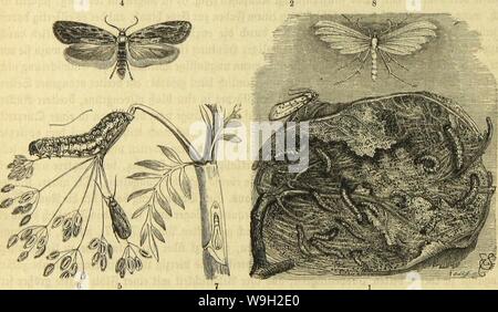 Image d'archive à partir de la page 489 de Die Insekten und Spinnen, Tausendfüssler Banque D'Images