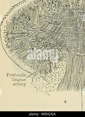 Image d'archive à partir de la page 495 du texte du Cunningham-livre d'anatomie (1914). Cunningham's Text-book d'anatomie cunninghamstextb00cunn Année : 1914 ( 462 MUSCULAE LE SYSTÈME. C'est dirigé vers le bas et un peu en arrière, le long du bord inférieur du genioglossus, d'être inséré dans la face antérieure du corps de l'os hyoïde. Les muscles de part et d'autre sont souvent fusionnées ensemble. Le muscle est placé plus bas que le ventre antérieur du muscle digastrique et le mylo-arc hyoïdien, et est en contact avec le bord inférieur du genioglossus muscle. Nerve-Supply.-Il est fourni par l'hy Banque D'Images