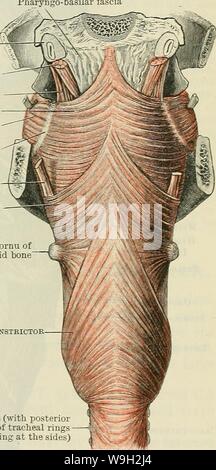 Image d'archive à partir de la page 498 de Cunningham's Text-book d'anatomie (1914)