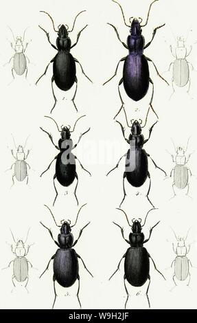 Image d'archive à partir de la page 498 de l'iconographie et histoire naturelle des
