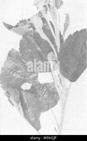 Image d'archive à partir de la page 496 de l'encyclopédie de l'horticulture ; Banque D'Images