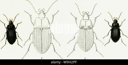 Image d'archive à partir de la page 550 de l'iconographie et histoire naturelle des Banque D'Images