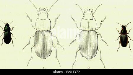 Image d'archive à partir de la page 520 de l'iconographie et histoire naturelle des. Iconographie et histoire naturelle des coléoptères d'Europe ; CUbiodiversity1128626-9557 Année : 1829 ( HARPALUS. Smoesjes 4. PI. zSù 2. Banque D'Images