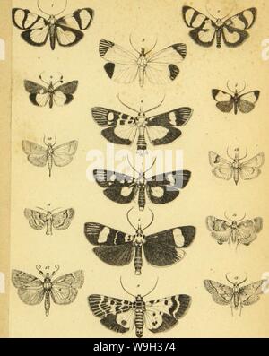 Image d'archive à partir de la page 518 de Wiener entomologische Monatsschrift (1857) Banque D'Images