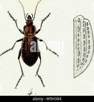 Image d'archive à partir de la page 520 de l'iconographie et histoire naturelle des. Iconographie et histoire naturelle des coleÌopteÌres CUbiodiversity d'Europe ;1128626-9559 Année : 1829 ( 1. C . InLermedius . 2. C- MorbUlosus. 5 . C . Palixstris . Â 4 C . JJumfncZ Pzha Tuberculosus. y-Ã¹ r/ /JâY&lt;v,f Banque D'Images