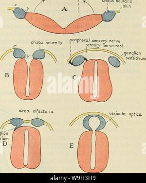 Image d'archive à partir de la page 534 de Cunningham's Text-book d'anatomie (1914) Banque D'Images