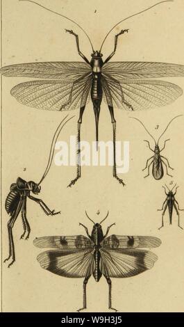 Image d'archive à partir de la page 534 de l'Histoire des insectes, traitant de Banque D'Images