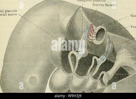 Image d'archive à partir de la page 534 de Cunningham's Text-book d'anatomie (1914). Cunningham's Text-book d'anatomie cunninghamstextb00cunn Année : 1914 ( Fig. 442.-diagrammes des sections transversales représentant trois étapes (A, B, et c) dans le développement d'un ganglion sensoriel de la crête neurale ; et deux diagrammes (D et E), indiquant une possible homologie de la bulbe olfactif (D) et visuelles (E) avec l'épithélium la crête neurale. Geniculi Xervus Epibranchial ganglionnaires facialis placode du nerf facial Vesicula acusticum Ganglion Ganglion érotica petrosum placode Epibranchial L ., de glosso-pharyngien !£¥&gt ; Banque D'Images