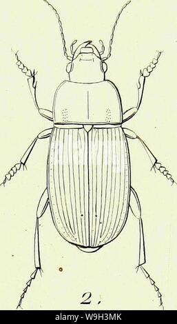 Image d'archive à partir de la page 538 de l'iconographie et histoire naturelle des Banque D'Images